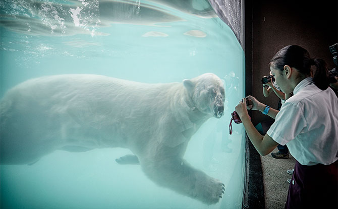 Inuka's exhibit at Singapore Zoo.