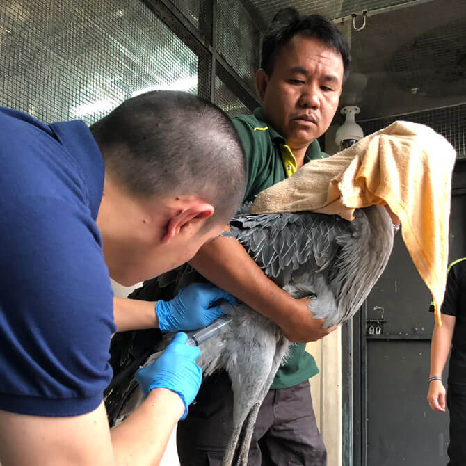 Jurong Bird Park’s Assistant Director, Veterinary, Dr Xie Shangzhe administering fluids to one of the Shoebills for additional hydration, assisted by Deputy Head Keeper, Razali Mohamad Habidin.
