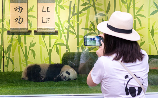 Nursery unveiling ceremony and public debut of Singapore’s giant panda cub