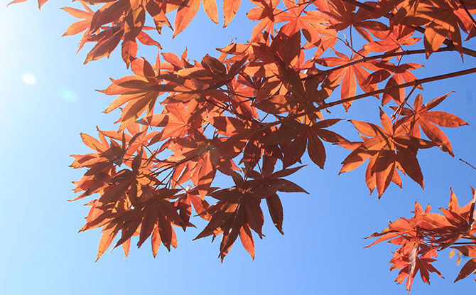 Autumn in South Korea