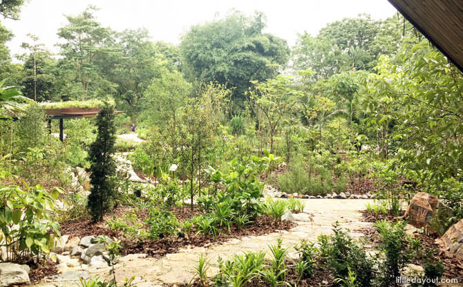 Singapore Botanic Garden's Ethnobotany Garden