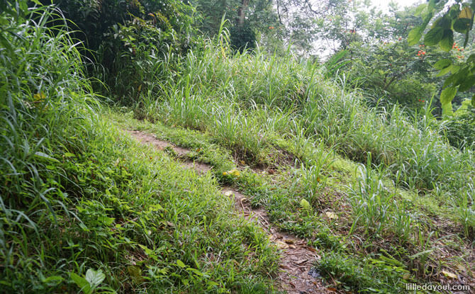 Kampong paths along the Wallace Trail, Dairy Farm Nature Park