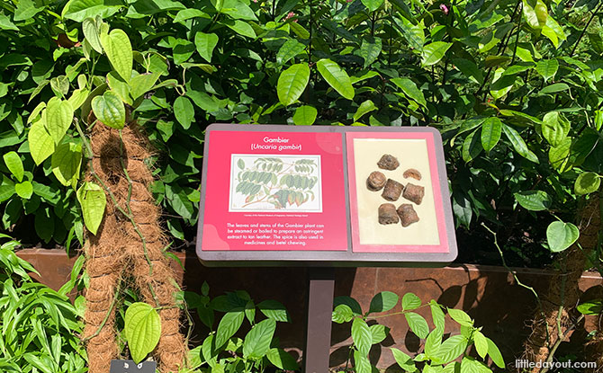 Plants at the Fort Canning Spice Garden