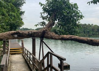 Little Stories: The Leaning Tree Of MacRitchie