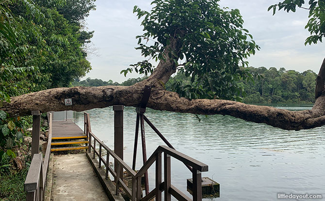 Little Stories: The Leaning Tree Of MacRitchie