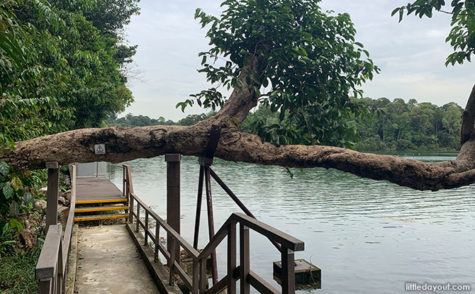 Little Stories: The Leaning Tree Of MacRitchie Little Stories: The Leaning Tree Of MacRitchie