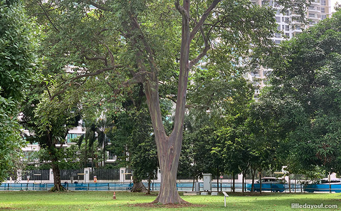 Mindanao Gum: Rainbow Tree at Katong Park