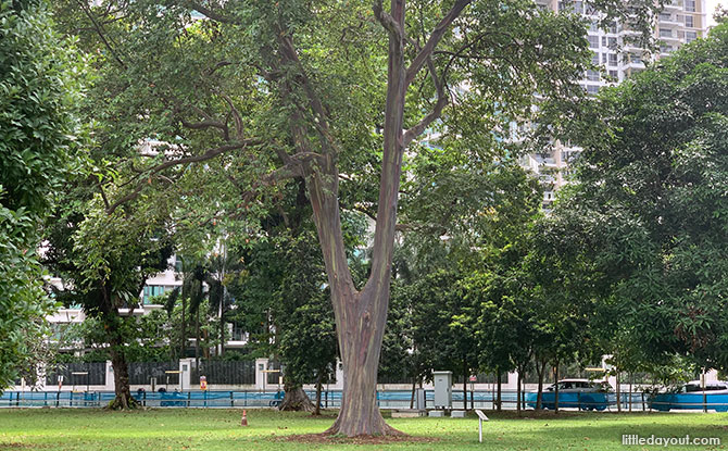 Rainbow Eucalyptus Deglupta - Mindanao Gum for sale South Florida 🌳