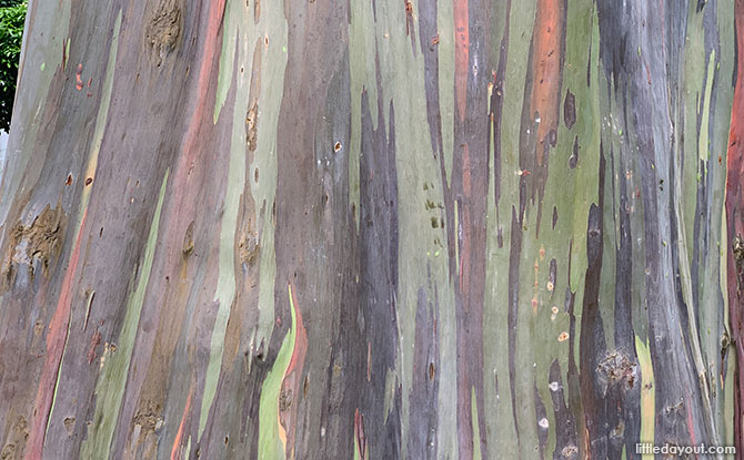 Rainbow Eucalyptus Tree At Katong Park