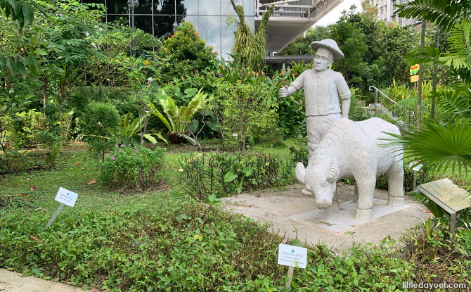 Medical plant garden