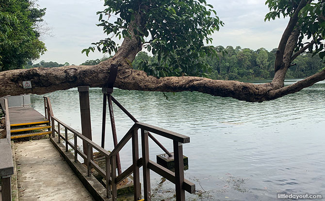 Leaning Tree of MacRitchie Chemperai Trail