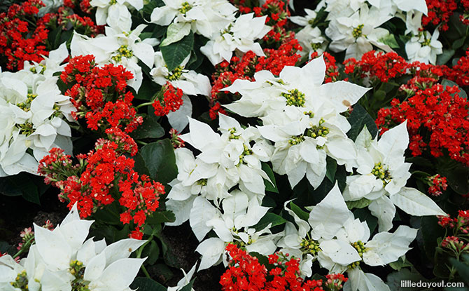 Different variety of Poinsettias