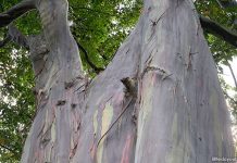 Mindanao Gum: Rainbow Eucalyptus Tree At Katong Park Mindanao Gum: Rainbow Eucalyptus Tree At Katong Park