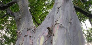 Mindanao Gum: Rainbow Eucalyptus Tree At Katong Park