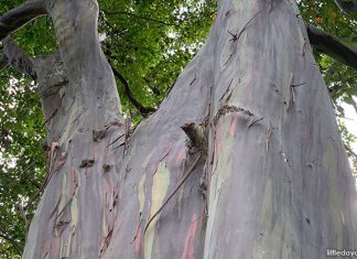Mindanao Gum: Rainbow Eucalyptus Tree At Katong Park Mindanao Gum: Rainbow Eucalyptus Tree At Katong Park