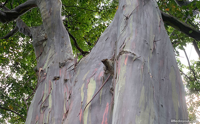 Mindanao Gum: Rainbow Eucalyptus Tree At Katong Park