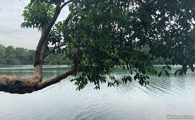 Leaning Tree of MacRitchie at the Chemperai Trail