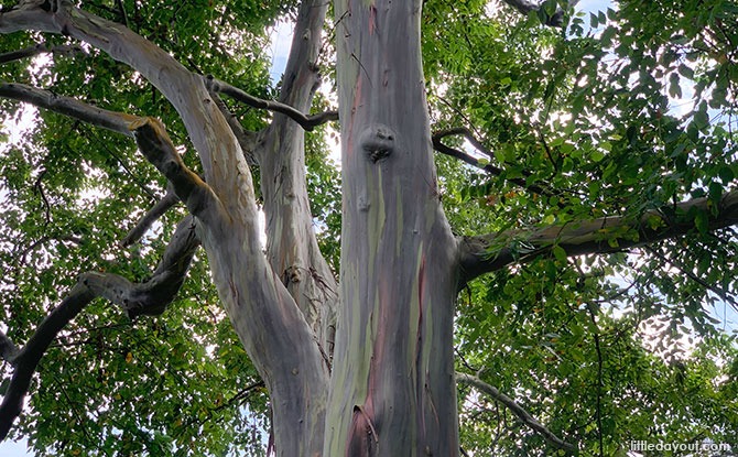 Rainbow Tree Katong Park