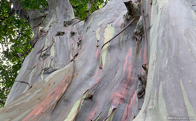 Finding the Rainbow Gum Tree in Singapore