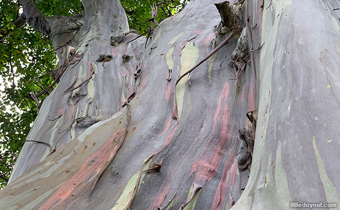 Rainbow Gum Tree