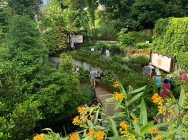Fort Canning Spice Gallery & Garden: 180 Varieties Of Plants, Including Herbs & Spices