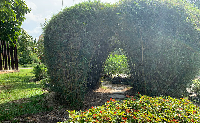 Sengkang Riverside Park Playground Hedge