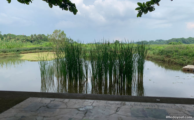 Looking out from the hide at Kranji Marshes
