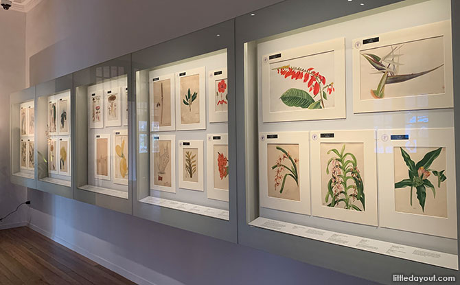 Botanical Art Gallery At 7 Gallop Road