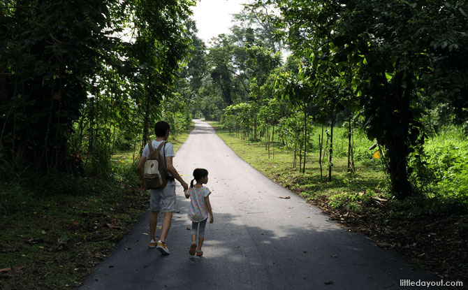 Walking to Marsh Station at Kranji Marshes