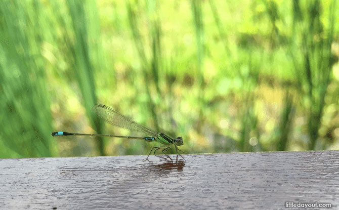 Dragonflies at Kranji Marshes