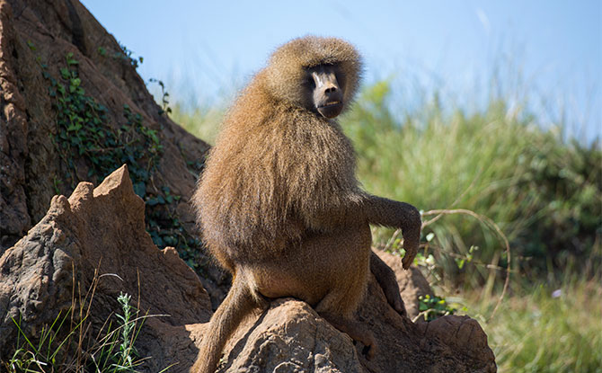 Baboon