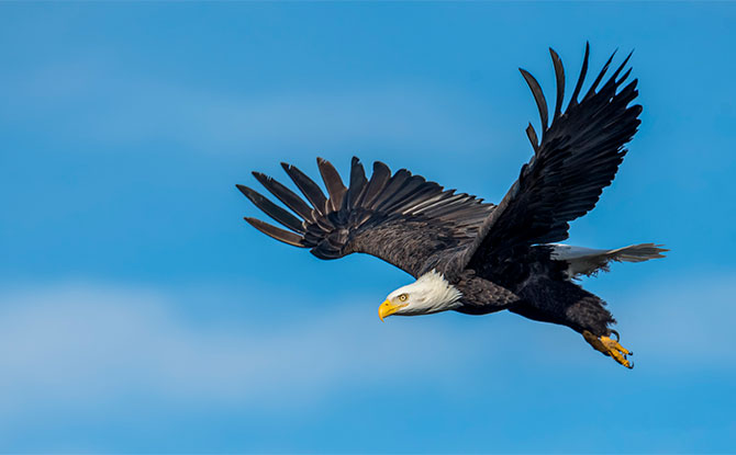 Bald Eagle