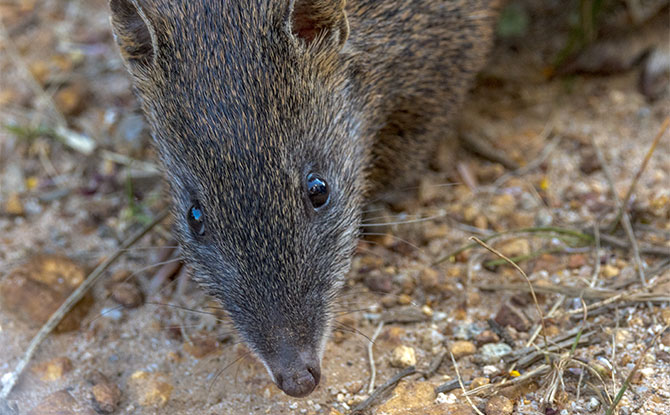 Bandicoot