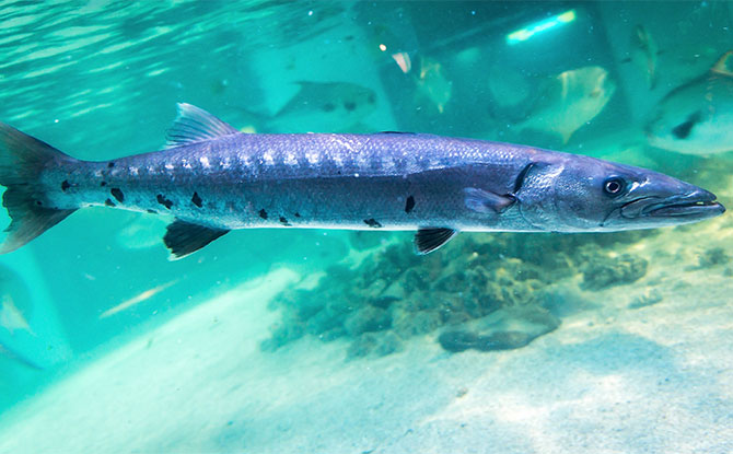 Barracuda