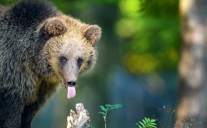 Funny Bear Jokes that will Get You Grinning 