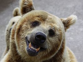 Bear Jokes That Will Make You Paws For A Laugh