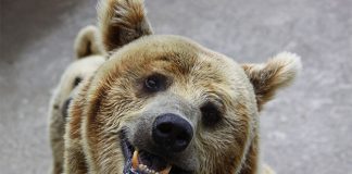 Bear Jokes That Will Make You Paws For A Laugh