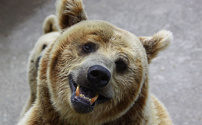 Bear Jokes That Will Make You Paws For A Laugh