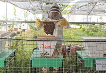 BEE AMAZED Garden: The Amazing Life Of Bees In Singapore At SUSS