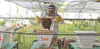 BEE AMAZED Garden: The Amazing Life Of Bees In Singapore At SUSS