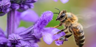 Bee Facts For Kids: Buzzing Little Creatures