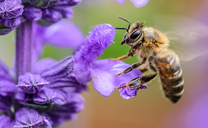 Bee Facts For Kids: Buzzing Little Creatures