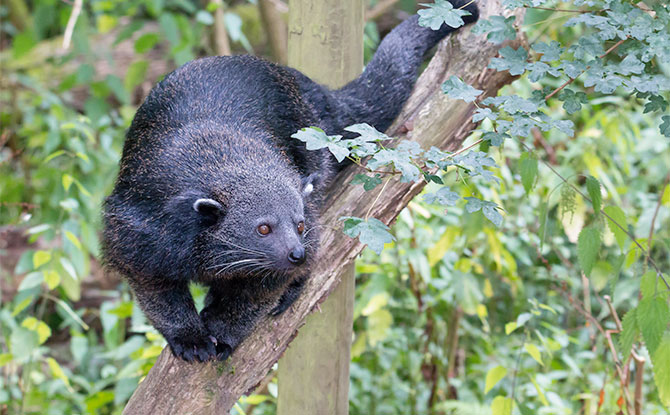 Animals that start with letter B - Binturong