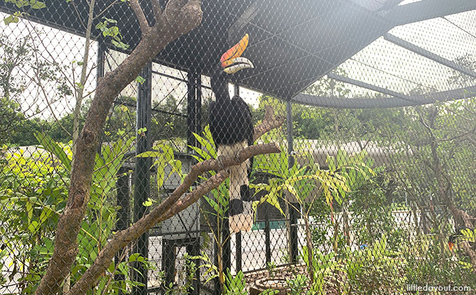Winged Sanctuary Hornbills