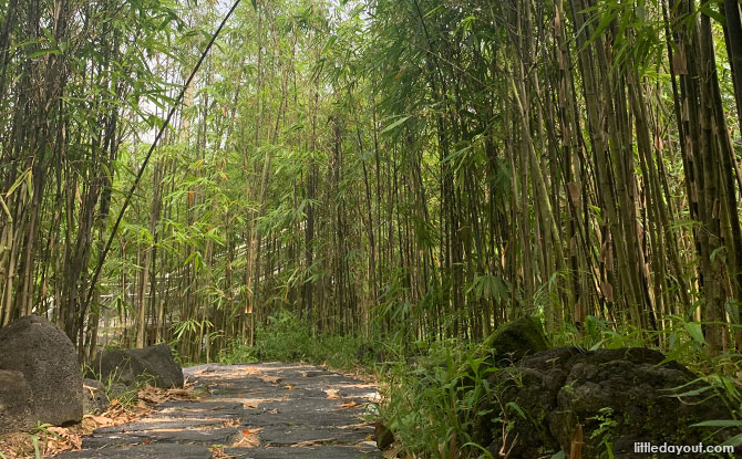 Bamboo Grove