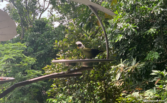 Birds at Heart of Africa, Bird Paradise Singapore