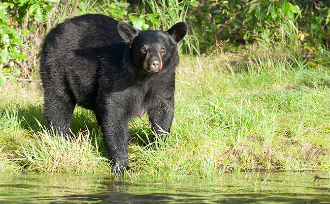 Black Bear