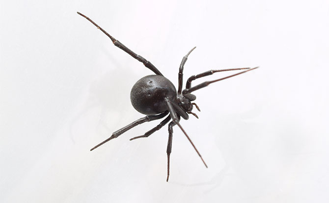 Black Widow Spider