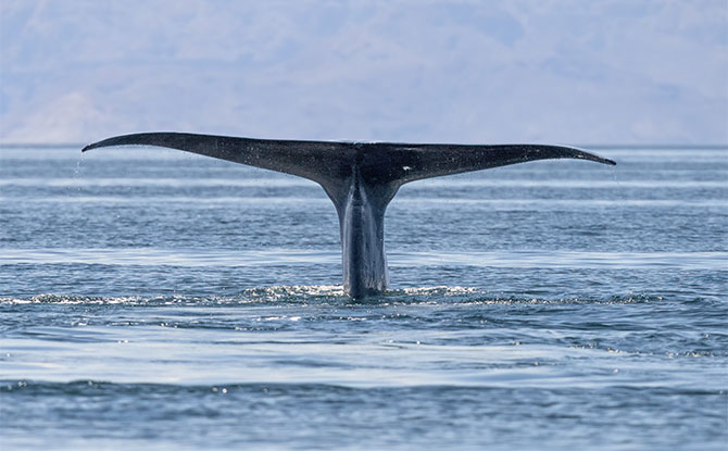 Blue Whale