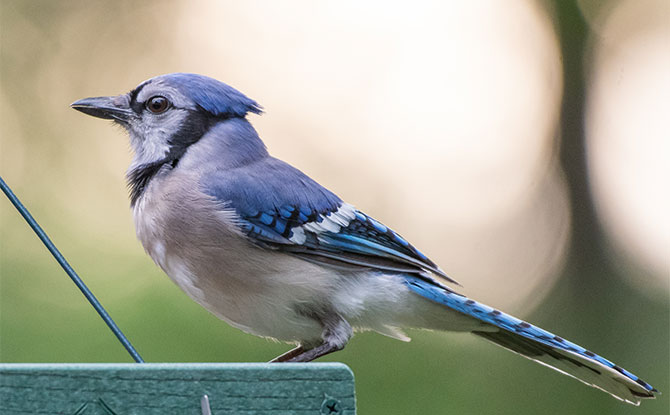 Blue Jay